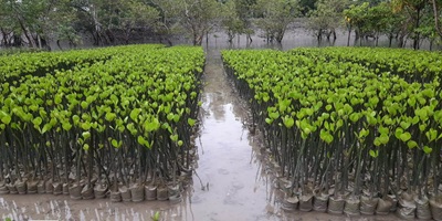 Mangroves Conservation